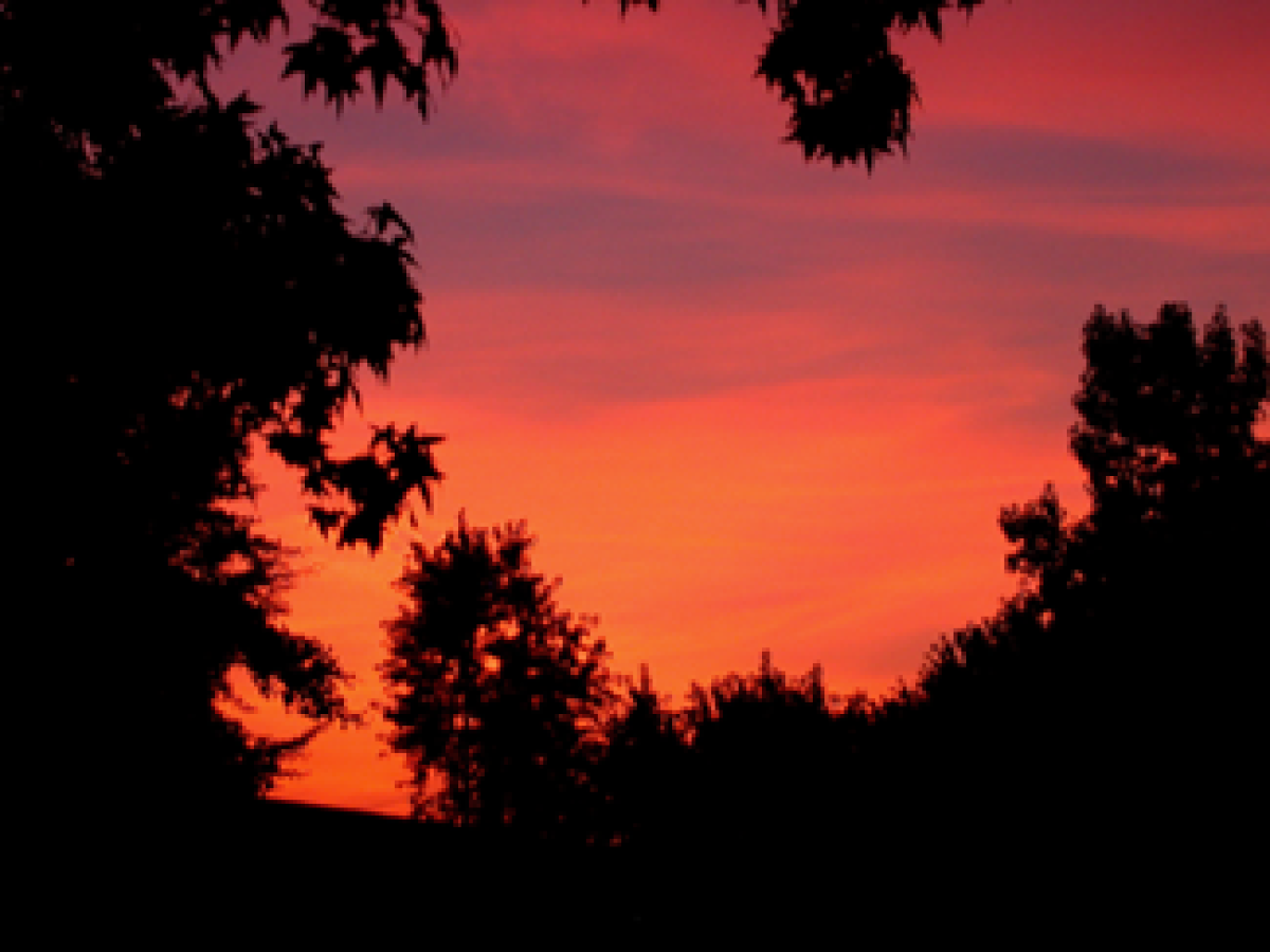 a tree with a sunset in the background