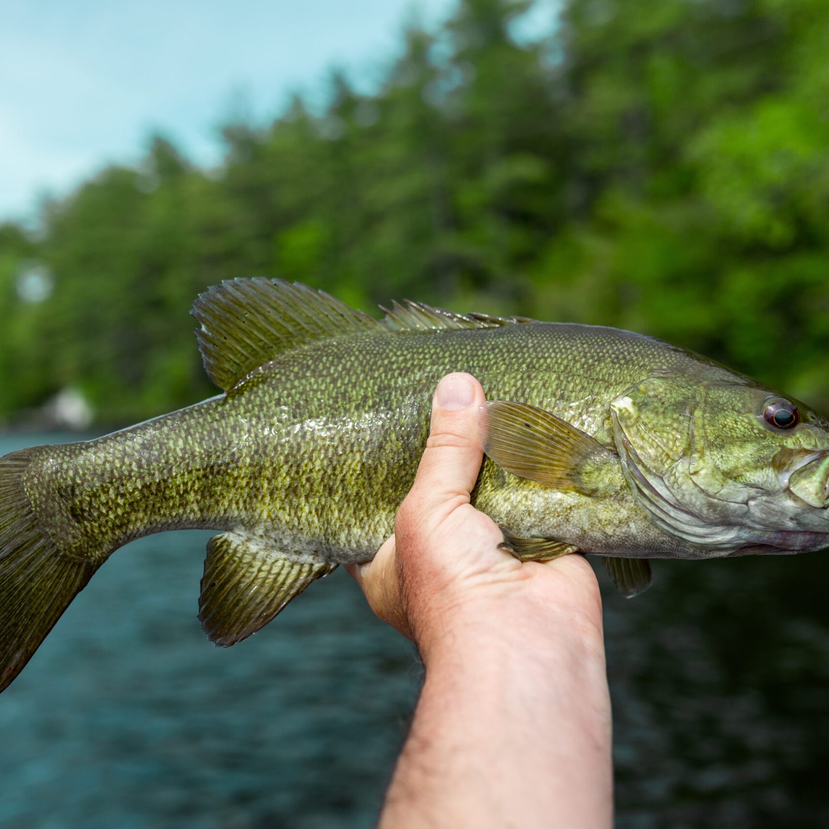 hand holding up a fish