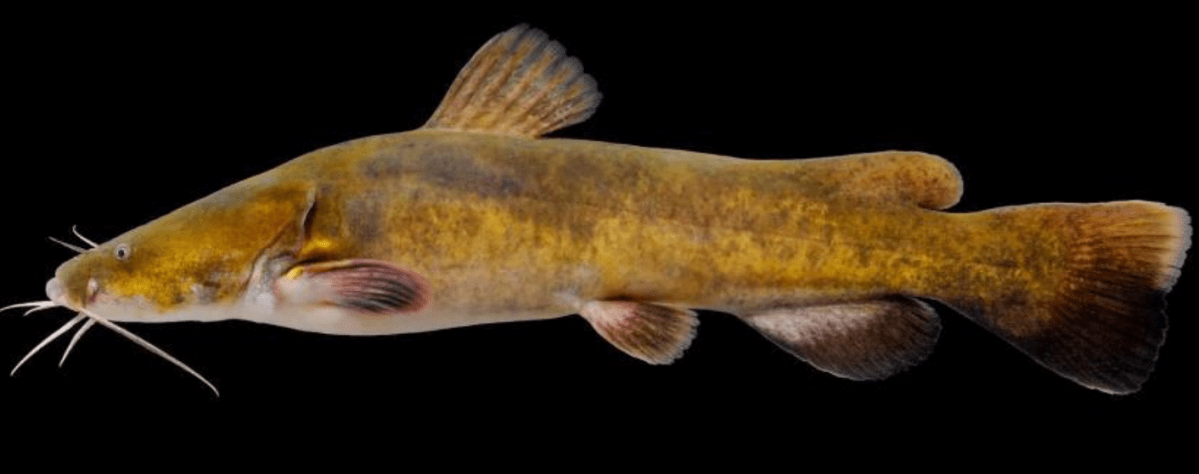 Flathead Catfish a close up of a fish