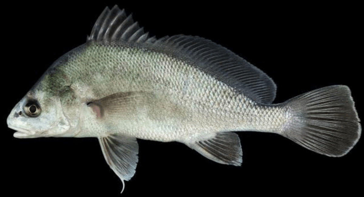 Screenshot 2023-03-06 at 10.20.37 AM a close up of a fish