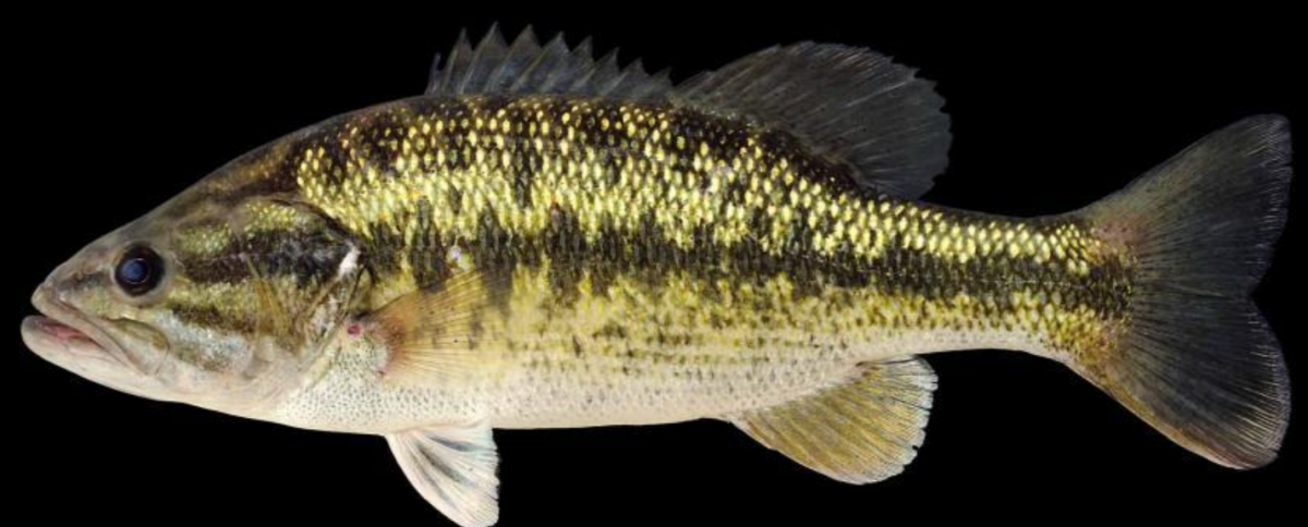 Screenshot 2023-03-06 at 11.44.48 AM a close up of a fish