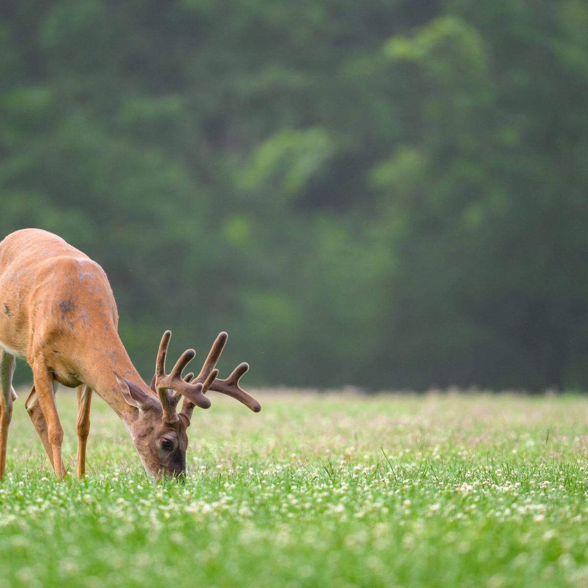 a white tailed deer standing on a lush green field
